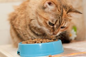 貓咪飼料