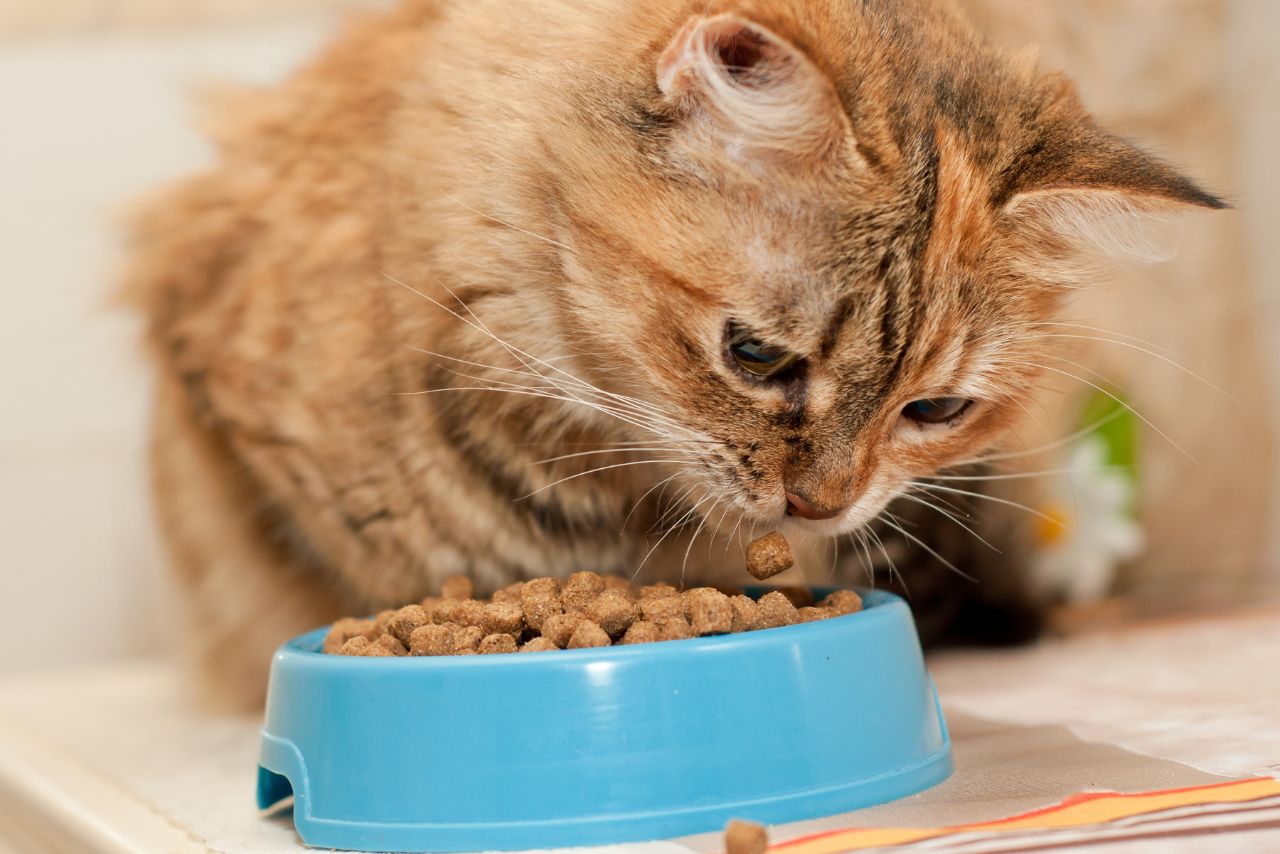 貓咪飼料