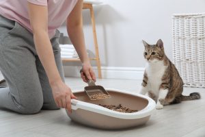 貓砂