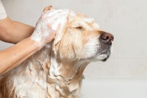 狗狗沐浴乳