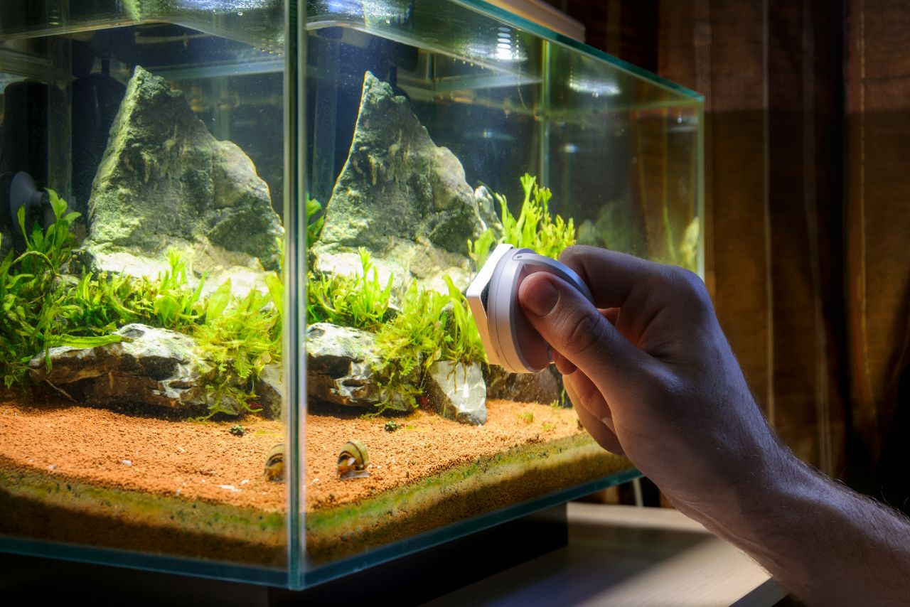 簡單養魚