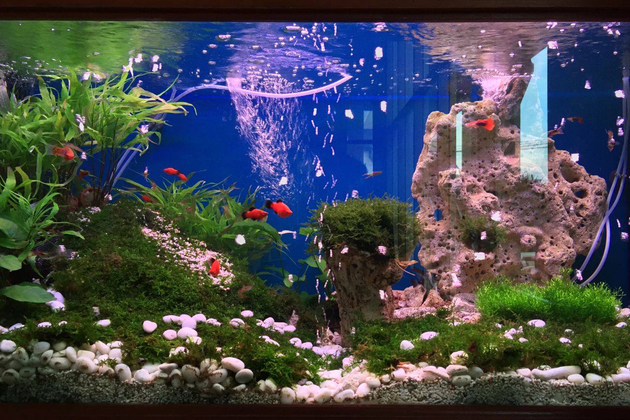 簡單養魚