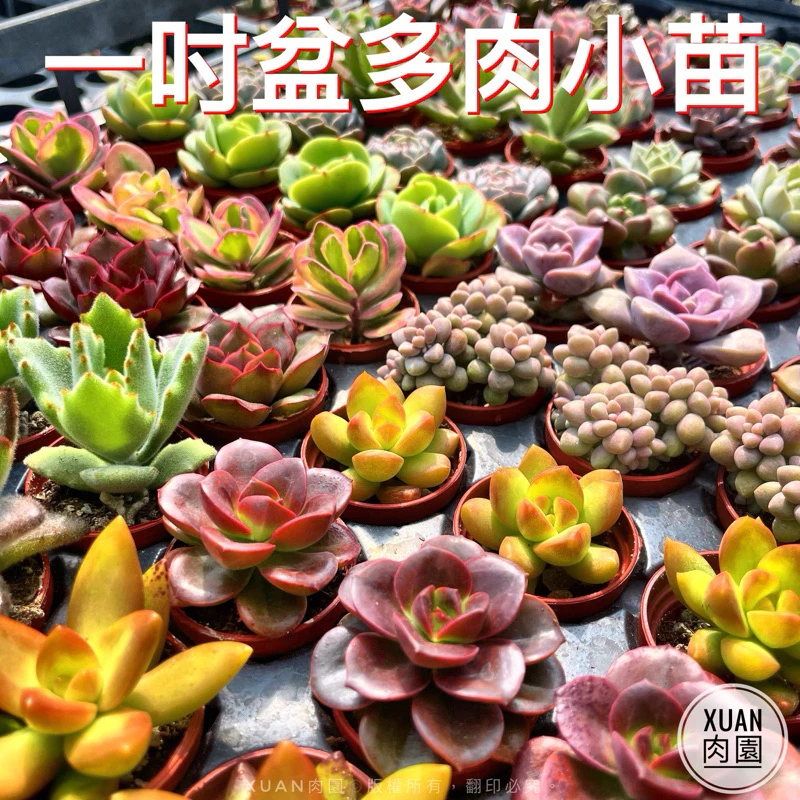 多肉植物