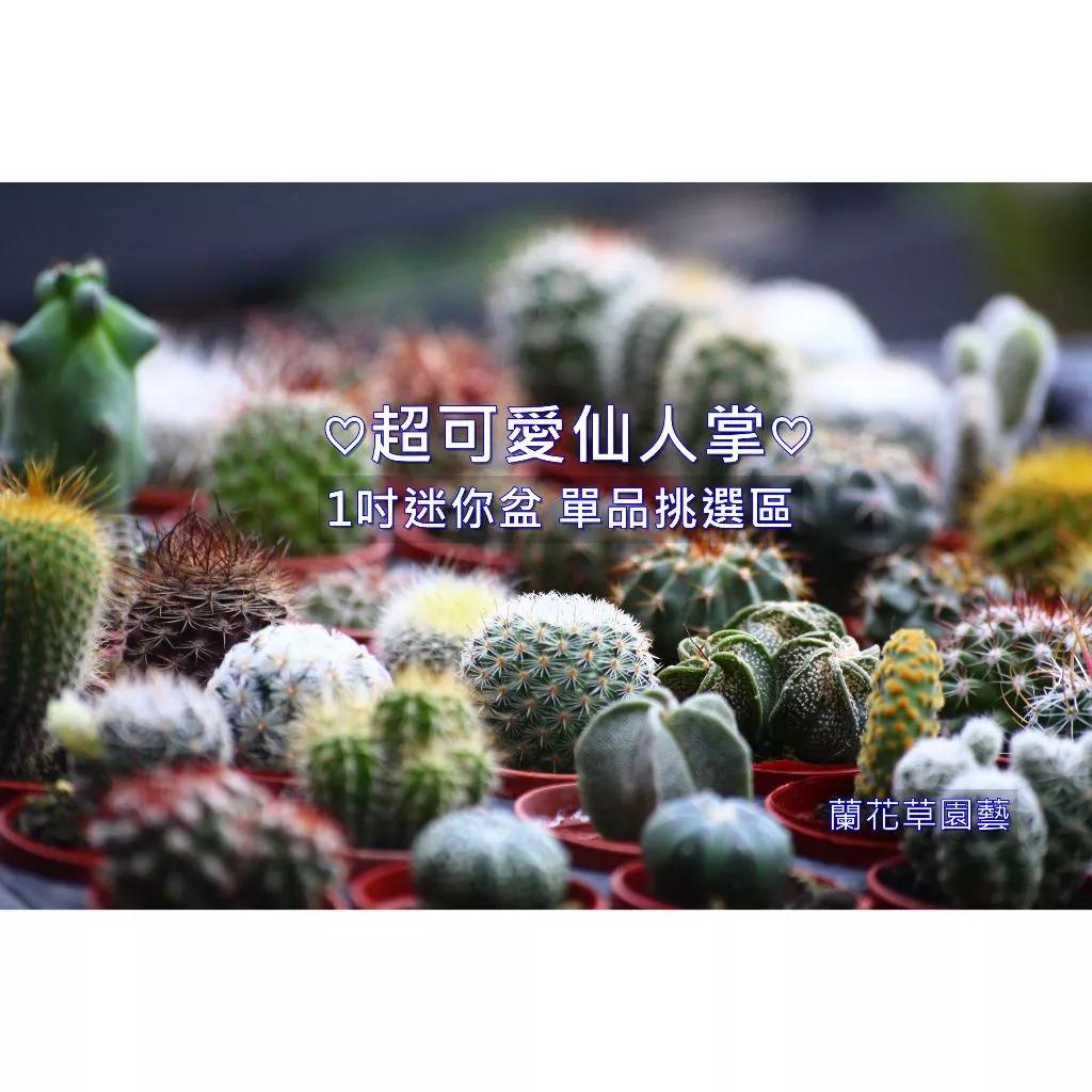 多肉植物與仙人掌差別大揭密:環境適應與養護需求一次看懂 多肉植物與仙人掌差別大揭密:環境適應與養護需求一次看懂
