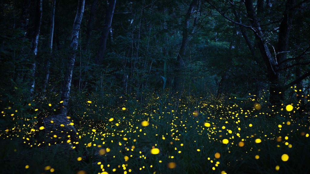 螢火蟲季